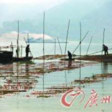 广东云浮 投建万方人工产床，打造1500万斤水产养殖新高地